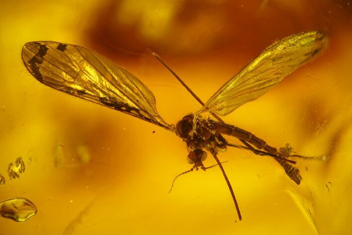 Detailed Fossil Crane Fly (Tipulidae) In Baltic Amber #142227